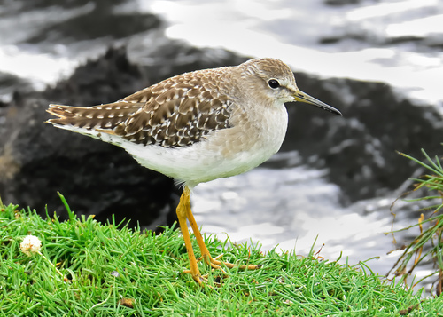 Wood Sandpiper