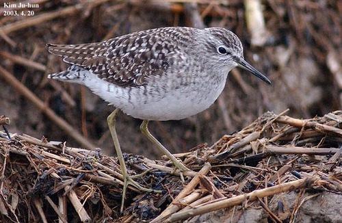 Wood Sandpiper
