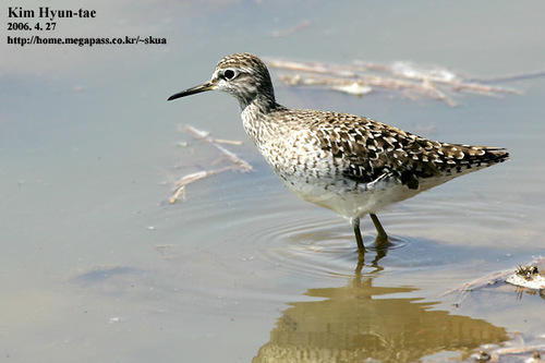 Wood Sandpiper