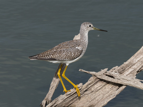 Greater Yellowlegs