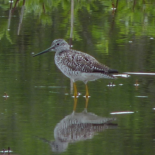 Greater Yellowlegs