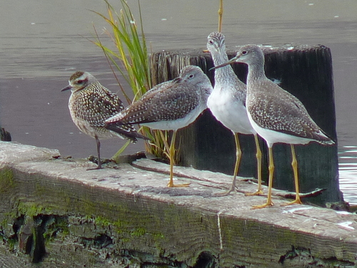 Greater Yellowlegs