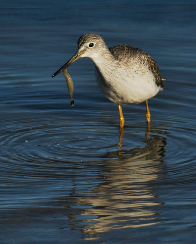 Greater Yellowlegs