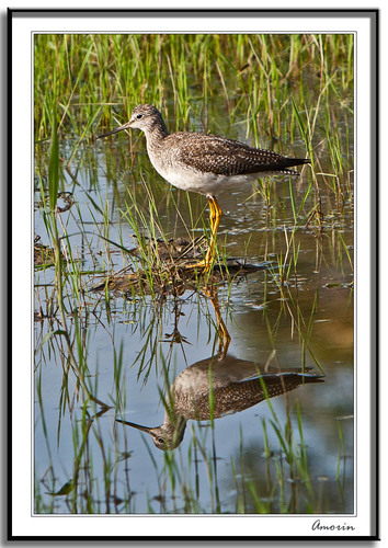 Greater Yellowlegs