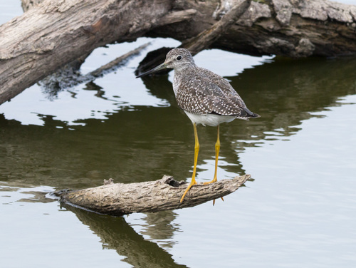Greater Yellowlegs