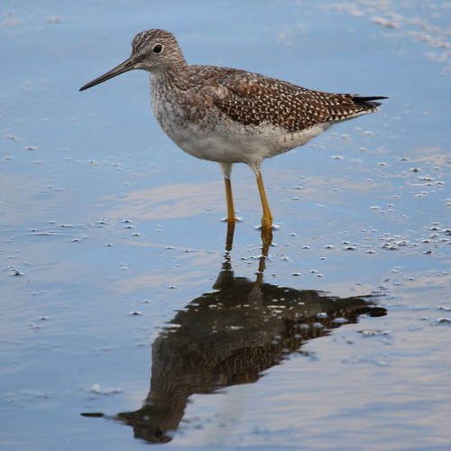 Greater Yellowlegs