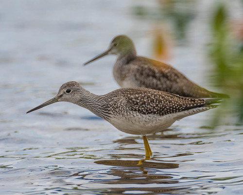 Greater Yellowlegs