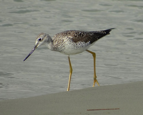 Greater Yellowlegs