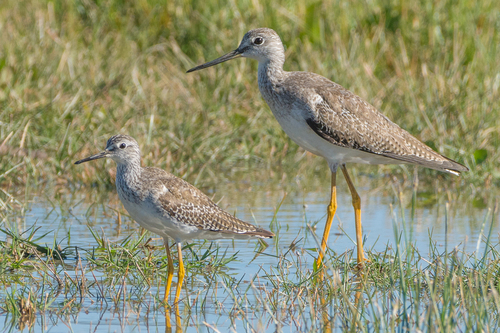 Lesser Yellowlegs