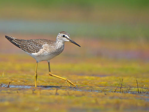 Lesser Yellowlegs