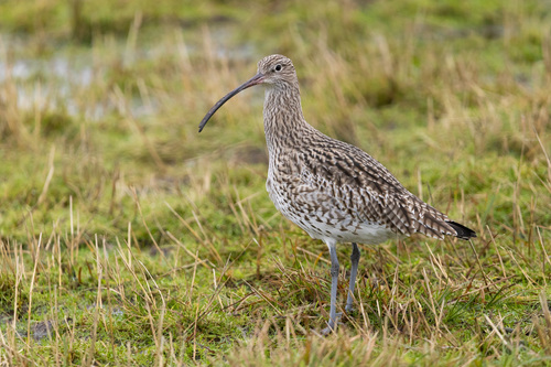 Eurasian Curlew
