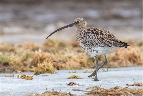 Eurasian Curlew