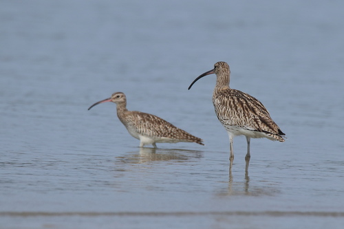 Eurasian Curlew