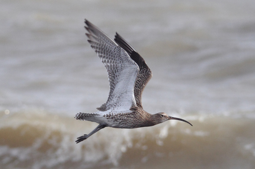 Eurasian Curlew