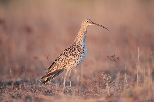 Eurasian Curlew