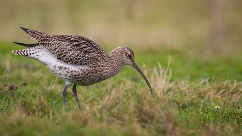 Eurasian Curlew