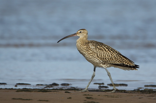 Eurasian Curlew