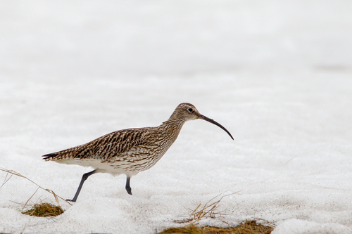 Eurasian Curlew