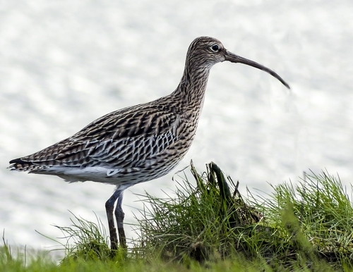 Eurasian Curlew
