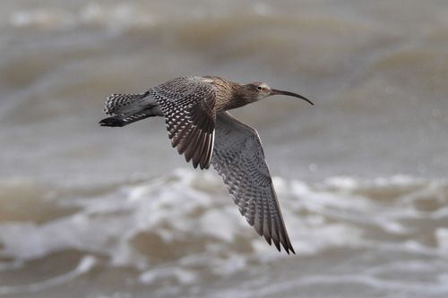 Eurasian Curlew