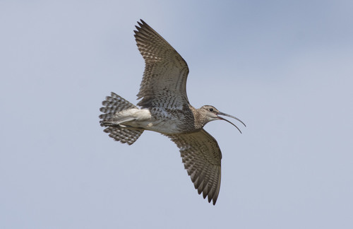 Eurasian Whimbrel