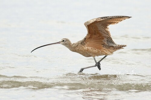 Long-billed Curlew