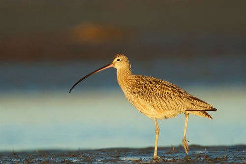 Long-billed Curlew