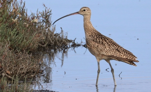 Long-billed Curlew