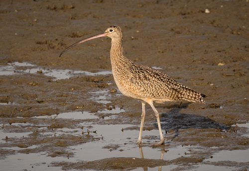 Long-billed Curlew