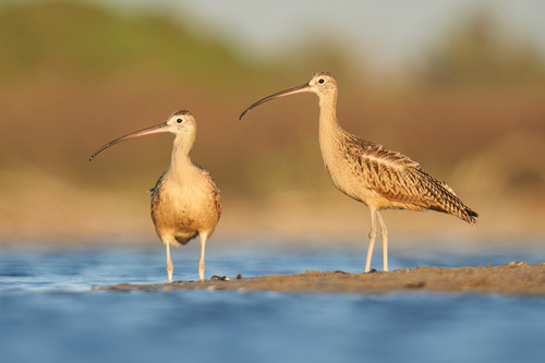 Long-billed Curlew