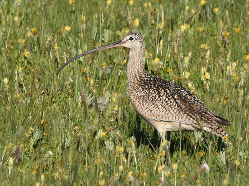 Long-billed Curlew