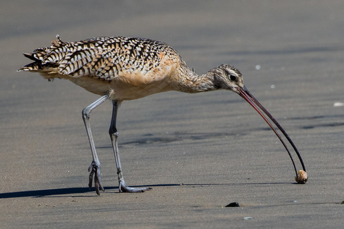 Long-billed Curlew