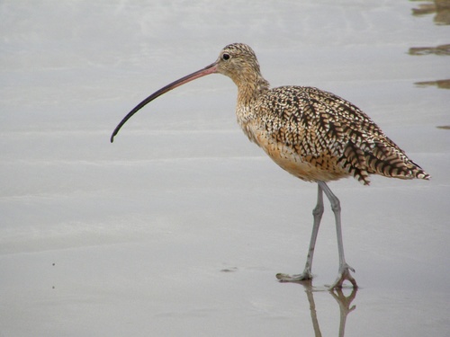 Long-billed Curlew