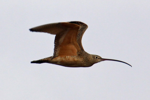 Long-billed Curlew