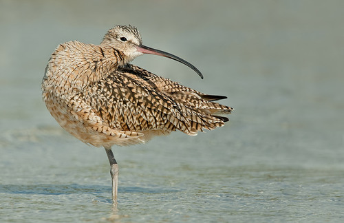 Long-billed Curlew