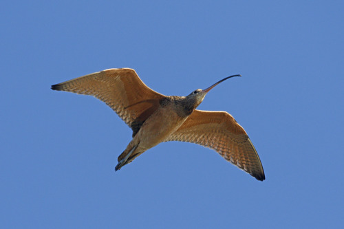 Long-billed Curlew