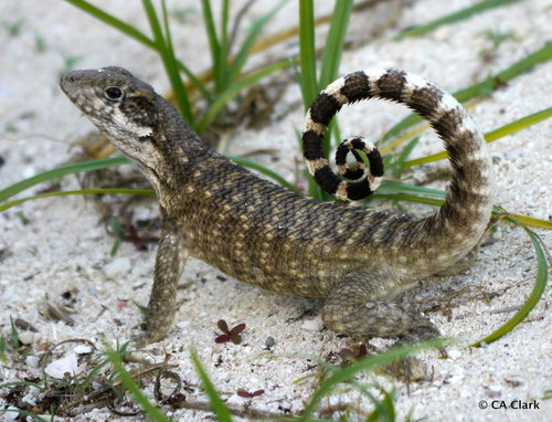 Northern Curly-tailed Lizard