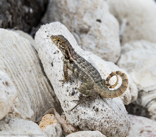 Northern Curly-tailed Lizard