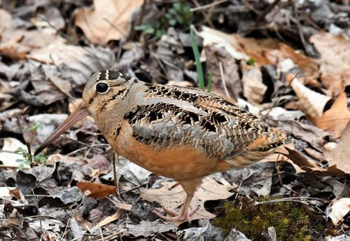 American Woodcock