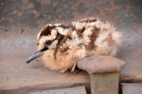 American Woodcock