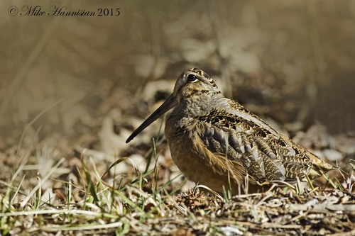 American Woodcock