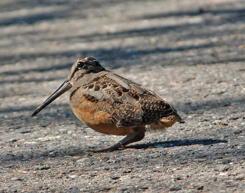 American Woodcock