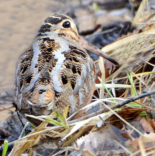 American Woodcock