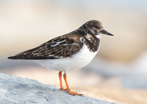 Ruddy Turnstone