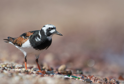 Ruddy Turnstone