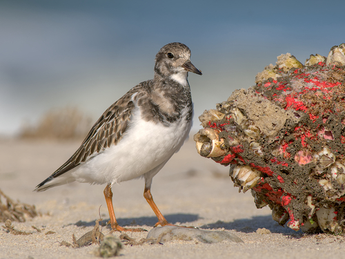 Ruddy Turnstone
