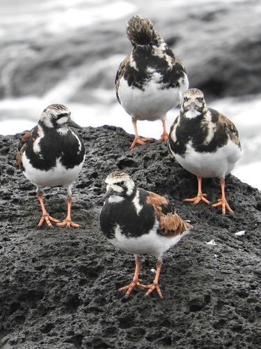 Ruddy Turnstone