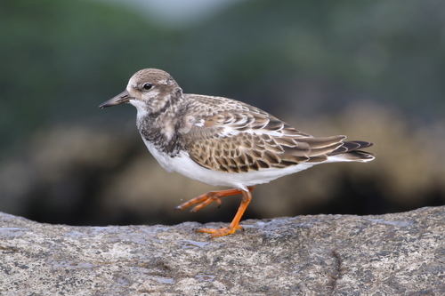 Ruddy Turnstone
