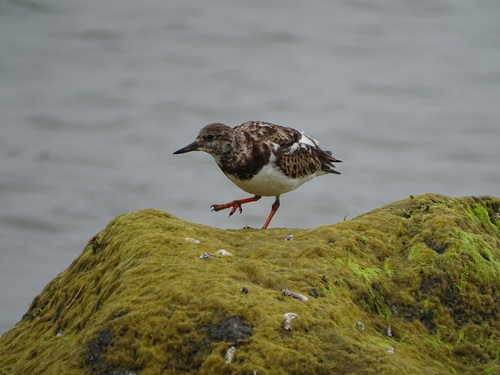 Ruddy Turnstone