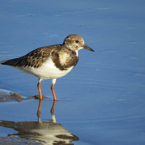 Ruddy Turnstone